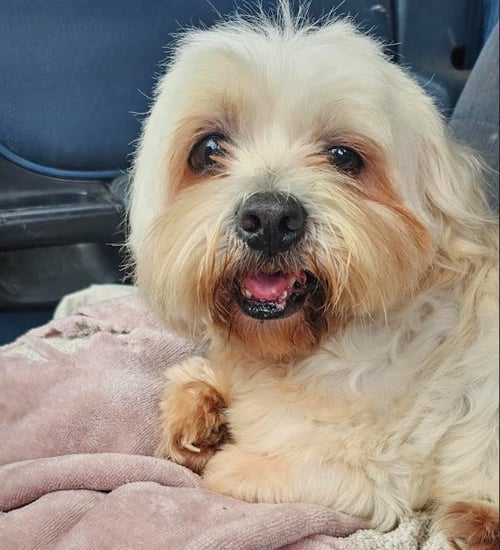 DWIGHT IN TX - Lhasa Apso available for adoption