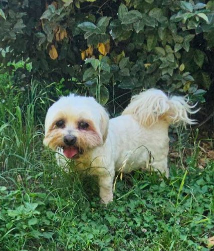 DWIGHT IN TX - Lhasa Apso available for adoption