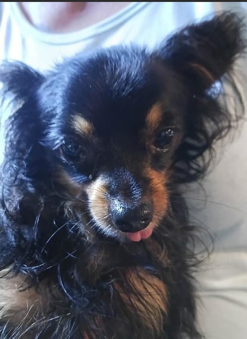 TACO IN TX - Chihuahua available for adoption