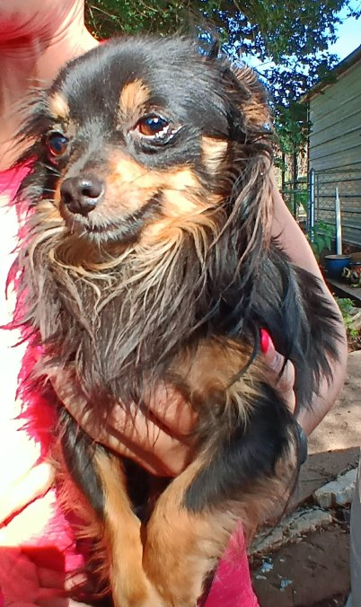 TACO IN TX - Chihuahua available for adoption