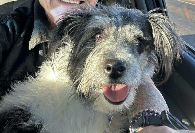 MOLLY IN TX - Terrier available for adoption