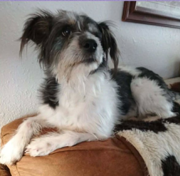 MOLLY IN TX - Terrier available for adoption