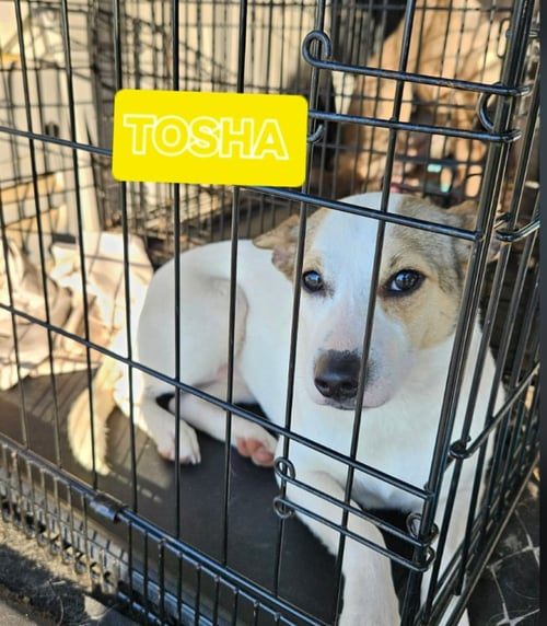 TOSHA IN LA