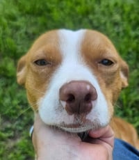 Trixie in TX - Photo 3