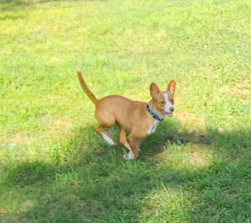 TRIXIE IN TX - Terrier available for adoption