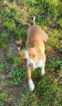 Trixie in TX - Photo 4