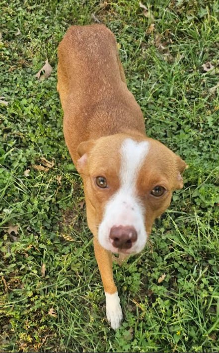 TRIXIE IN TX - Terrier available for adoption