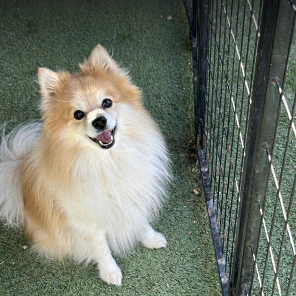 POMMIE IN TX - Pomeranian available for adoption