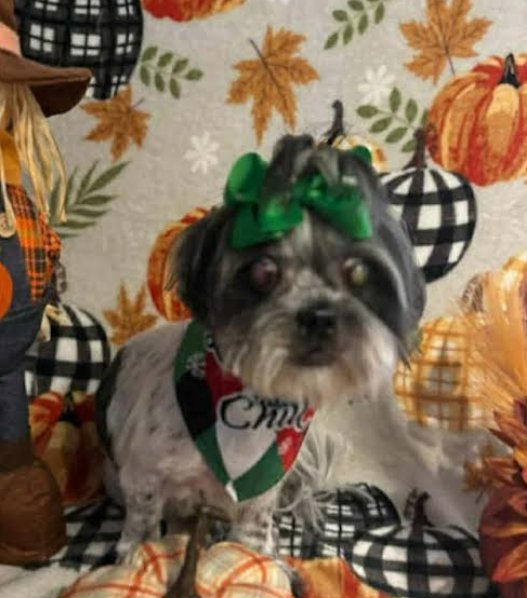 DREAM IN LA - Shih Tzu available for adoption