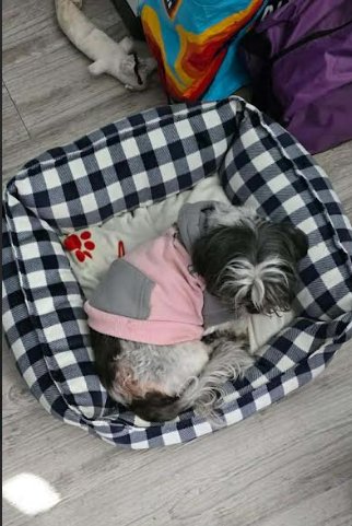 DREAM IN LA - Shih Tzu available for adoption