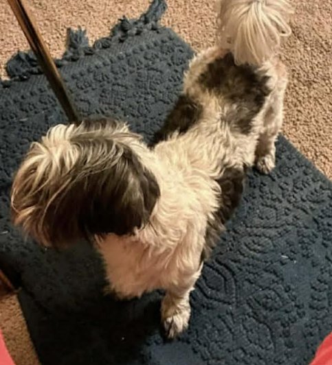 Dream in LA - Photo 3