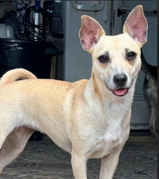 SARAH IN TX - Chihuahua / Dachshund available for adoption