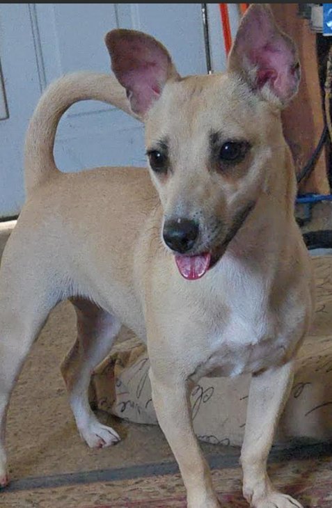SARAH IN TX - Chihuahua / Dachshund available for adoption