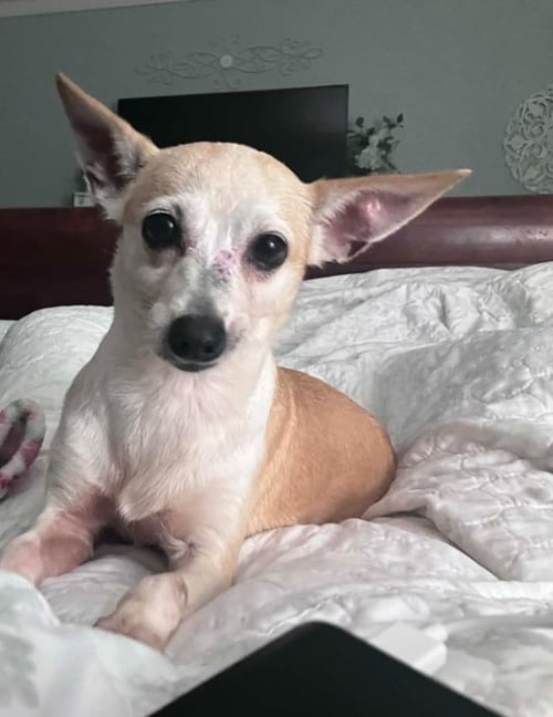 GINGER IN TX - Chihuahua available for adoption