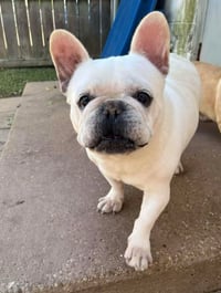 Gibbs in LA - Photo 1