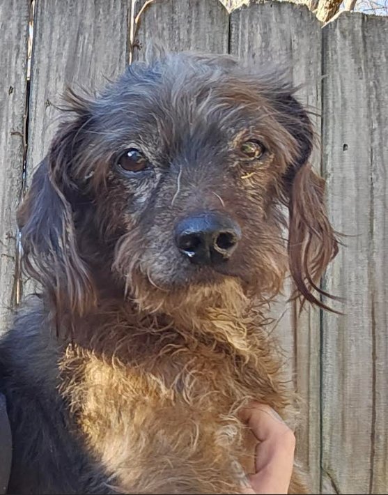 JAZZ IN TX - Dachshund / Terrier available for adoption