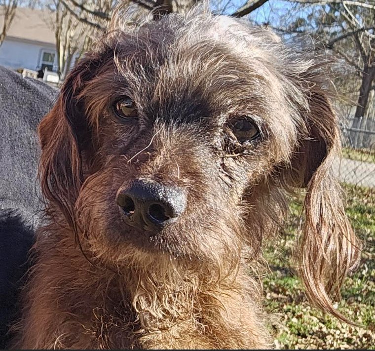 JAZZ IN TX - Dachshund / Terrier available for adoption