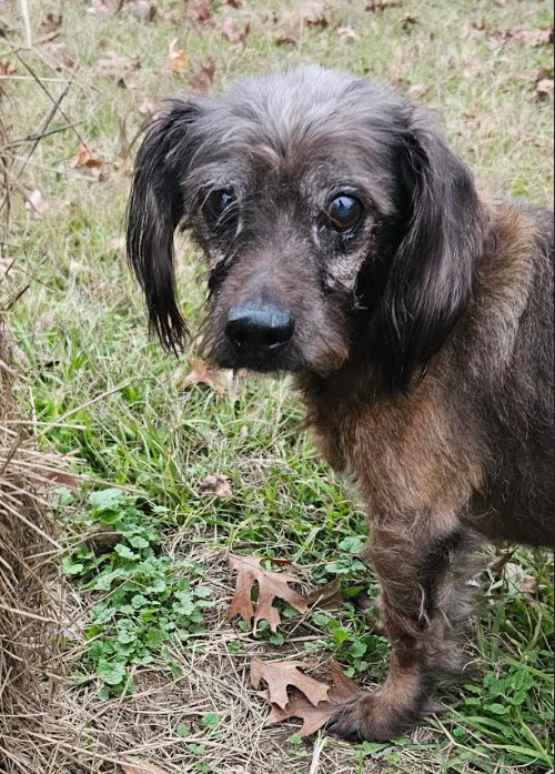 Jazz in TX - Photo 3