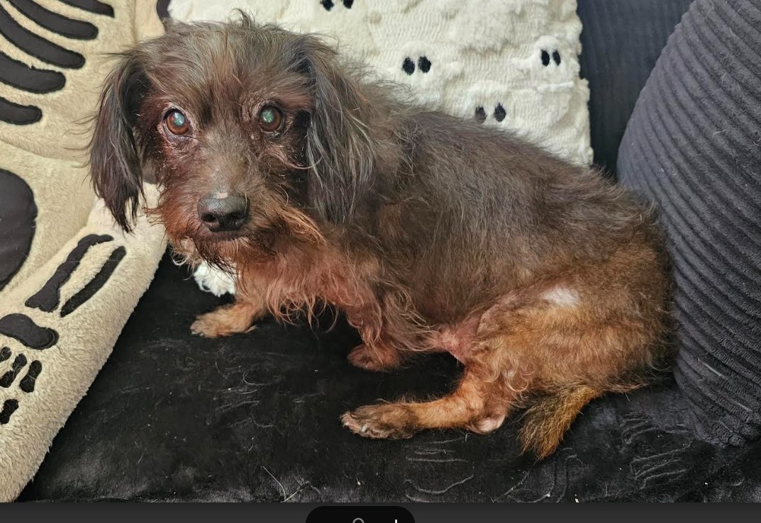 Jazz in TX - Photo 4