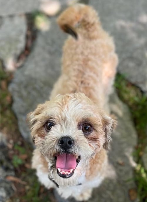GIZMO IN RI - Shih Tzu available for adoption