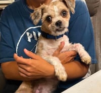 Gizmo in RI - Photo 1
