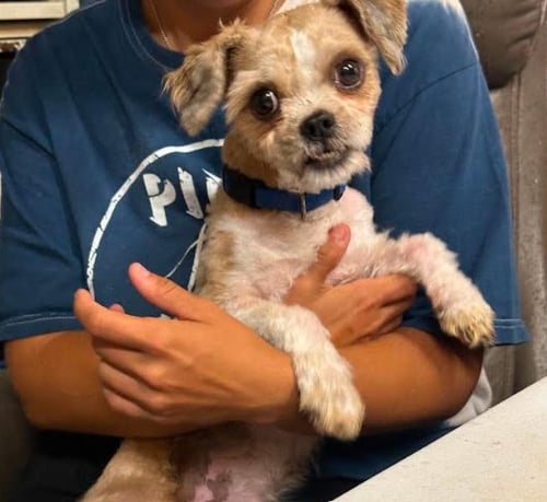 GIZMO IN TX - Shih Tzu available for adoption
