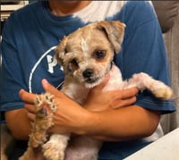 Gizmo in RI - Photo 3