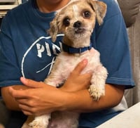 Gizmo in RI - Photo 2