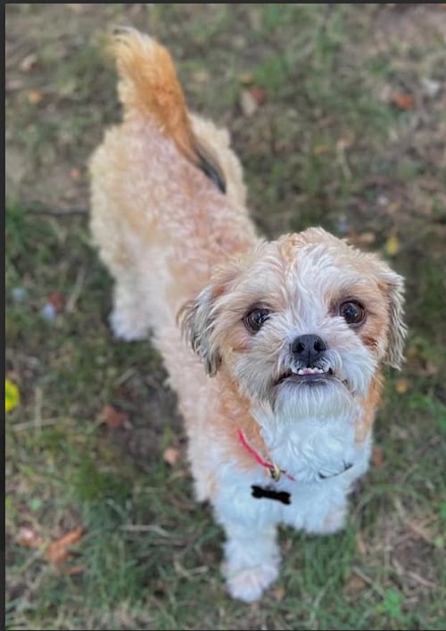 GIZMO IN RI - Shih Tzu available for adoption