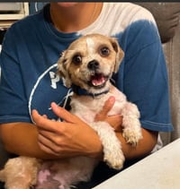 Gizmo in RI - Photo 4