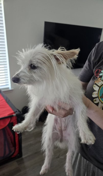 NATALIE IN TX - Maltese available for adoption