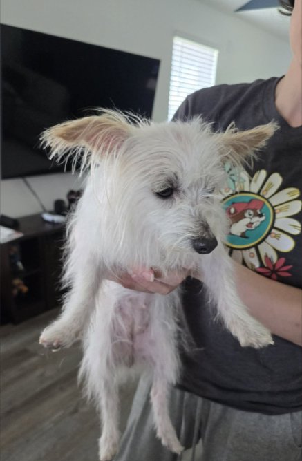 NATALIE IN TX - Maltese available for adoption