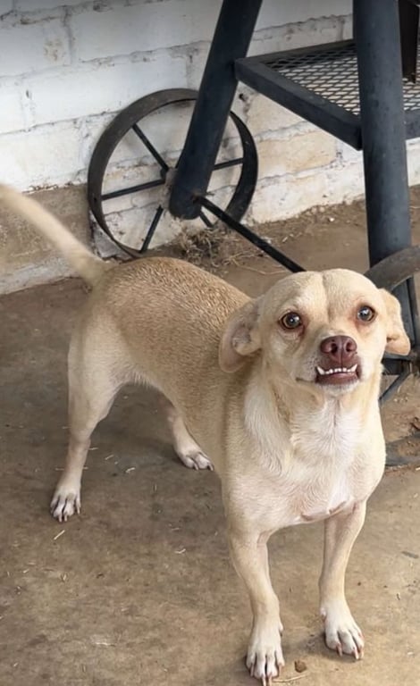 Riggins in TX Image