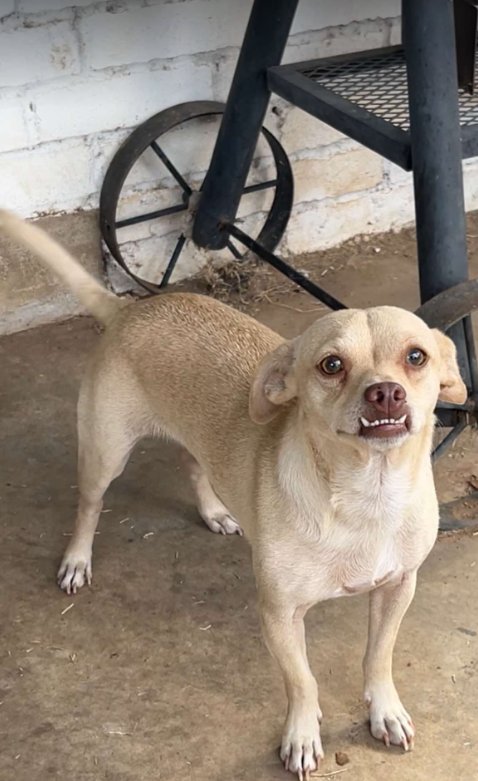RIGGINS IN TX - Chihuahua available for adoption