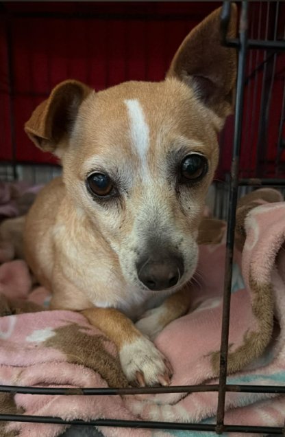 SARA PATRICIA IN TX - Chihuahua available for adoption