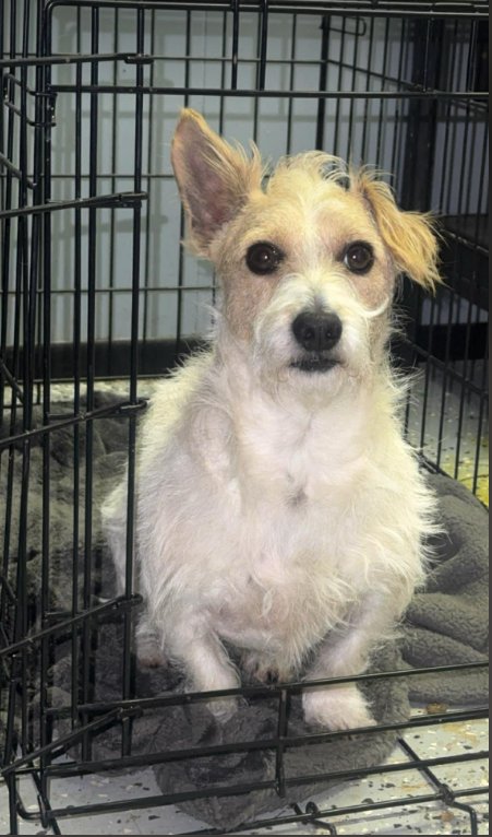 NUGGET IN TX - Terrier available for adoption