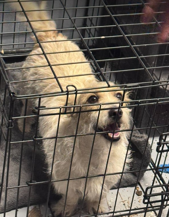 NUGGET IN TX - Terrier available for adoption