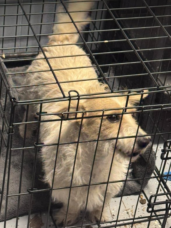 Nugget in TX - Photo 3