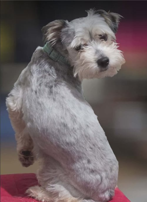 WHIRL IN TX - Schnauzer available for adoption