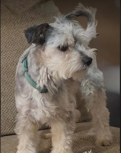 WHIRL IN TX - Schnauzer available for adoption