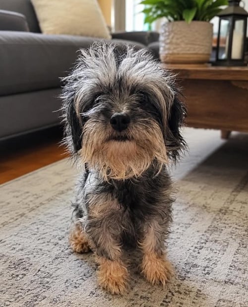 LALY IN TX - Terrier available for adoption