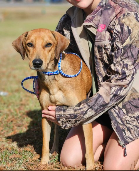 MELODY IN LA - Labrador Retriever available for adoption