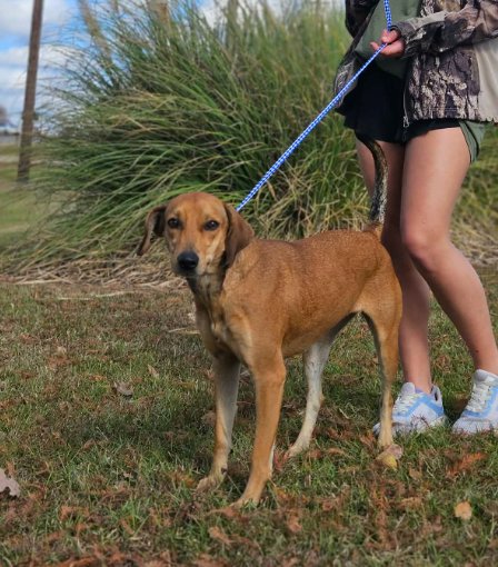 MELODY IN LA - Labrador Retriever available for adoption