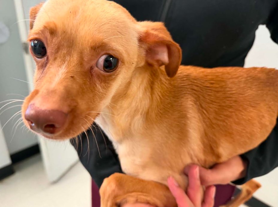 Teddy Bear in TX Image