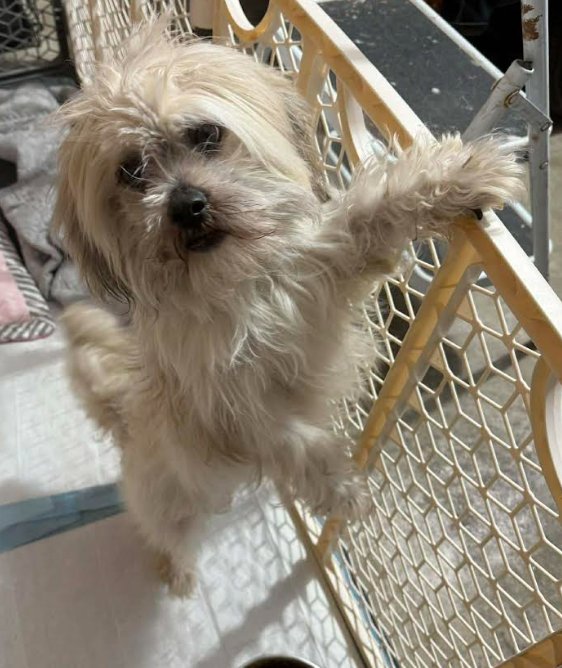 LEO IN TX - Shih Tzu available for adoption