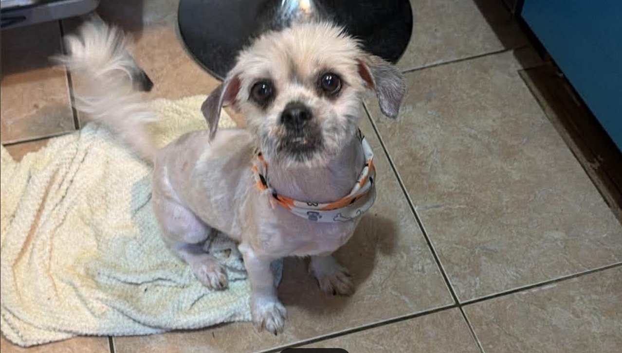 LEO IN TX - Shih Tzu available for adoption