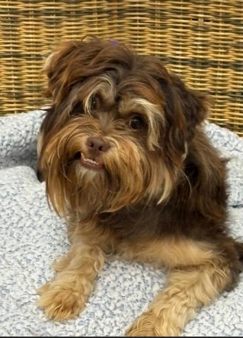 BRYCE IN TX - Yorkshire Terrier Yorkie available for adoption