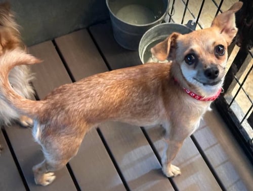 MIA IN TX - Chihuahua available for adoption