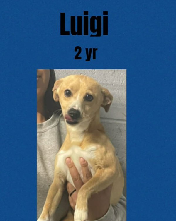 LUIGI IN TX - Chihuahua available for adoption
