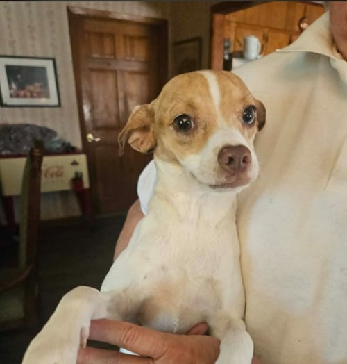 MISTY IN LA - Chihuahua available for adoption